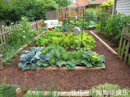 种菜|玩转庭院：家里有院子的话，可以建一个实用又好看的“菜园子”