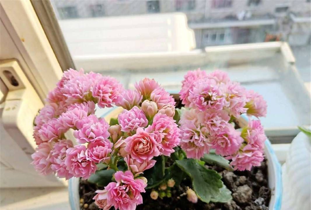 扦插|家里养长寿花,管理切记“别乱来”!养好了次次开花都爆盆