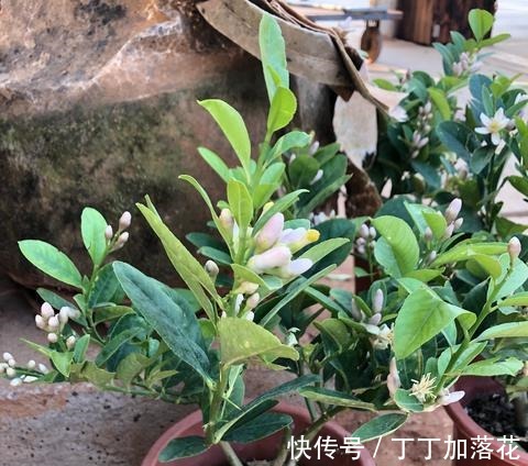 这几种水果核吃完不要扔,盆栽果树,养出郁郁葱葱的盆栽!