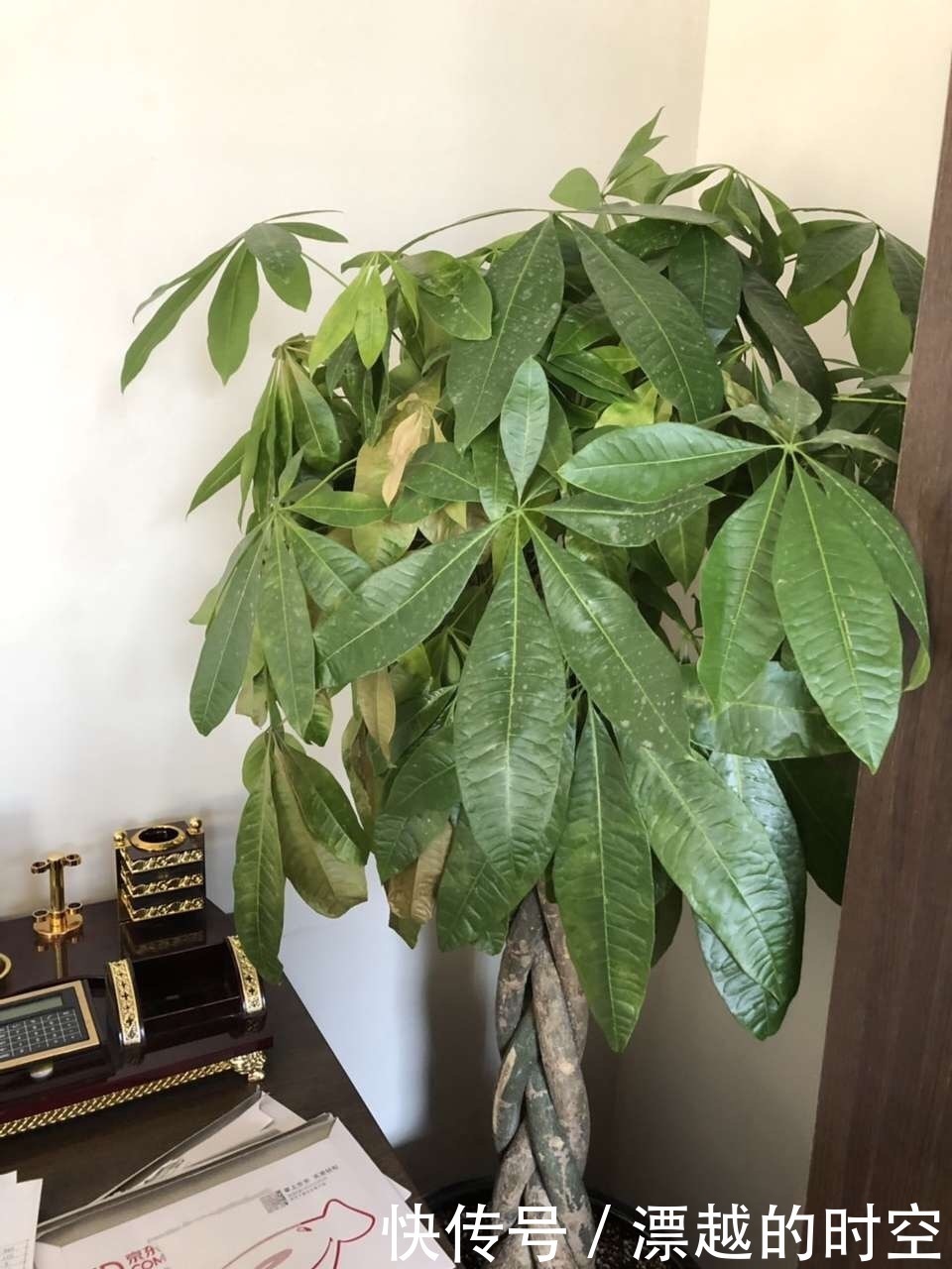 植株|3种花自带“财气”,家里养一盆,财源广进、日子越来越红火