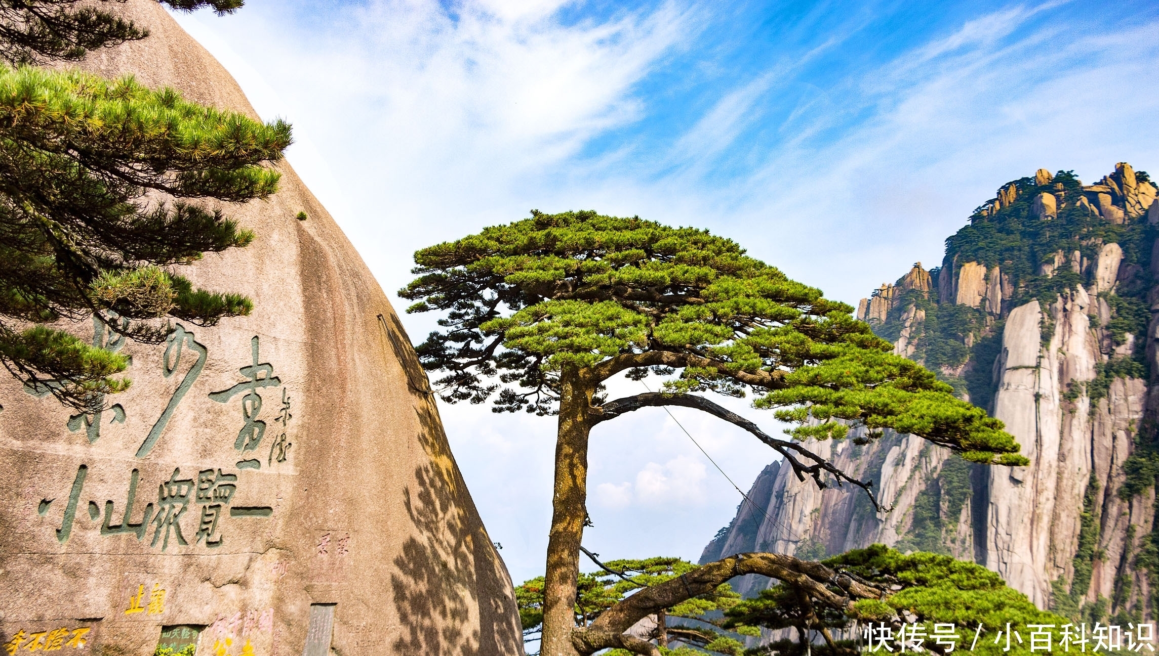 我国|我国的这3棵树,你知道有多贵吗?数字已经无法衡量其价值