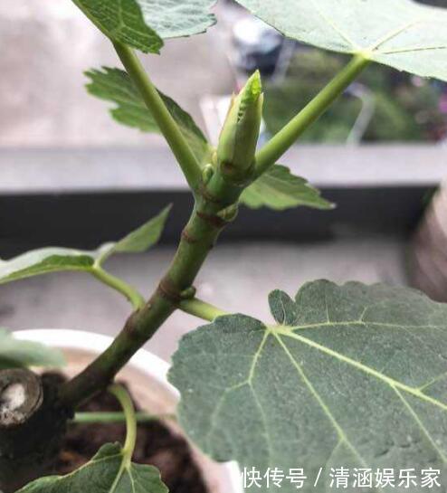 盆栽无花果“这样养”,一片叶子10个果,不掉果,个个大又甜
