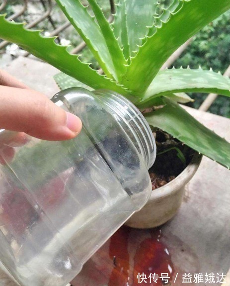 养花不活，其实是“1个步骤”没做好，若会正确方法，养啥都爆盆