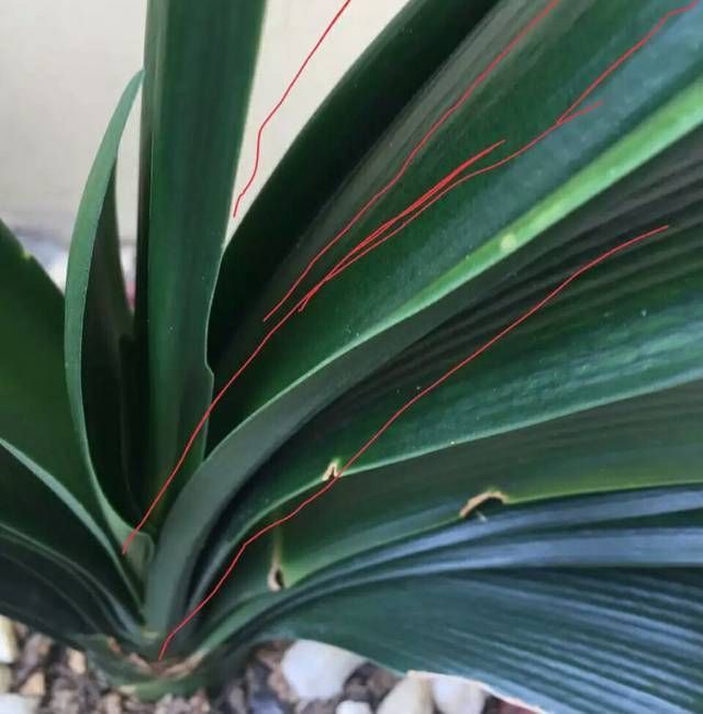 君子兰长出抽屉叶怎么办直接用刀割成开裆裤恢复吧