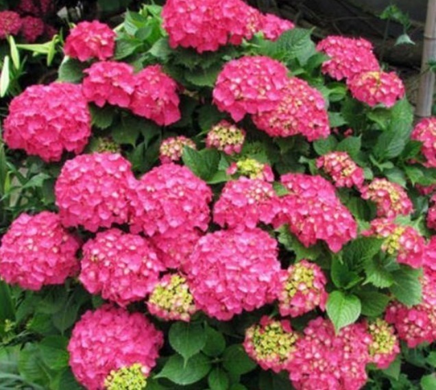 沙漠玫瑰沙漠玫瑰|漂亮的4种花,比玫瑰好看,比绿萝好养,10元1盆,阳台变花海!