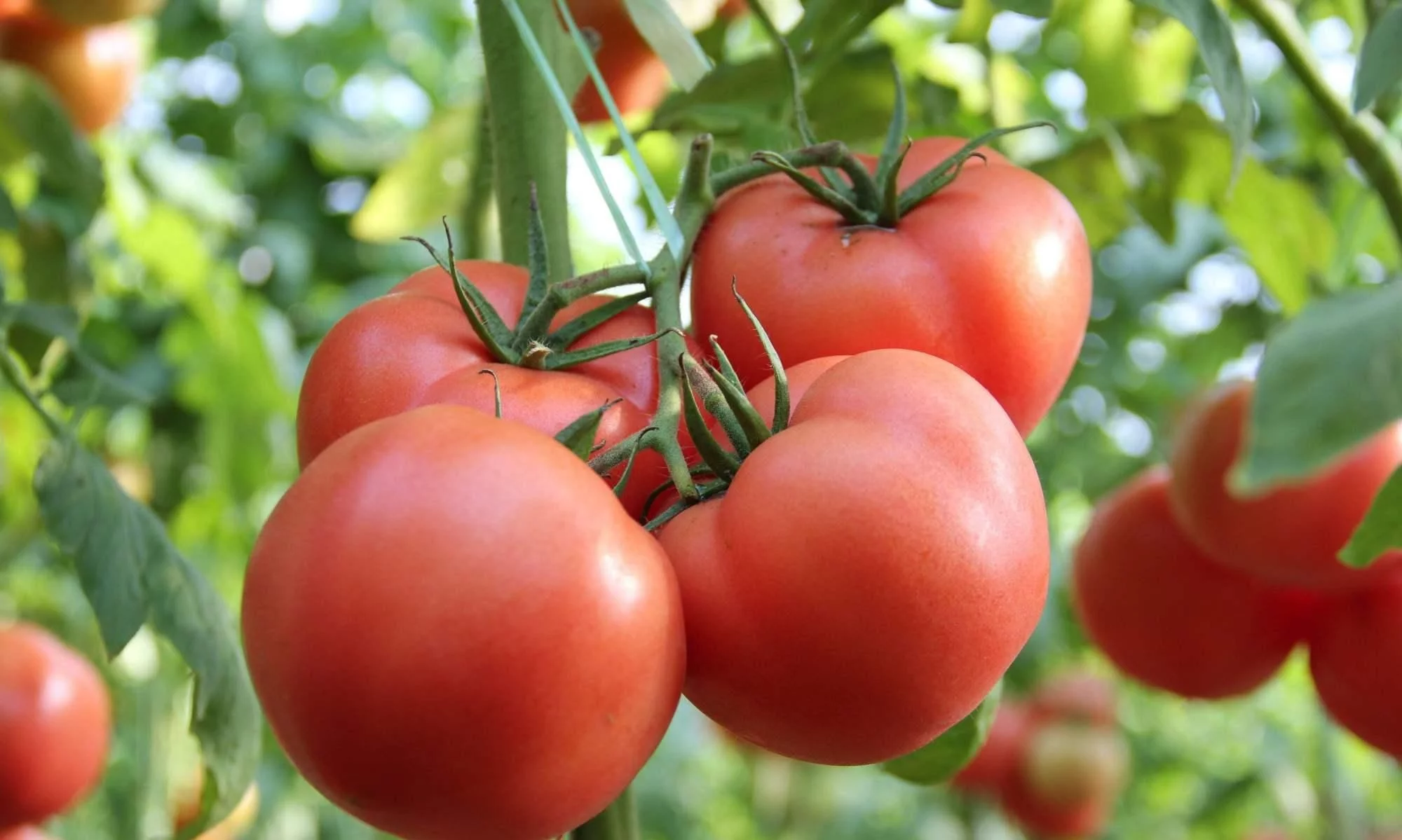 静脉曲张的7大“克星”食物，多吃这些，赶走“小蚯蚓”