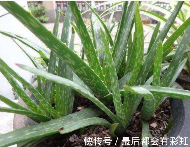 人养花,花也养人,家养3种花,漂亮还净化空气,烂漫迷人眼