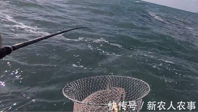 垂钓|浙江4名男子驾船3小时去海钓，收获了17条大黄鱼，总价值4.4万元