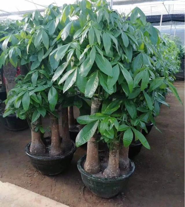 家里养盆虎皮兰,小花盆、挤着养,疯狂开花爆小崽!