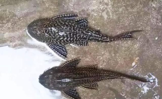 直呼|清道夫终结者来了,成吨清道夫被瞬间吃完,网友直呼过瘾