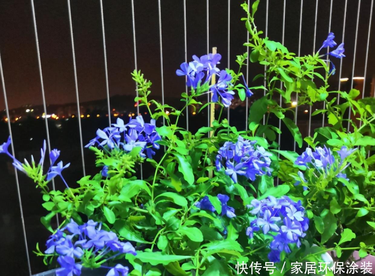 养花有没有技巧?用心记住“这些事”,就能从养花菜鸟变养花高手