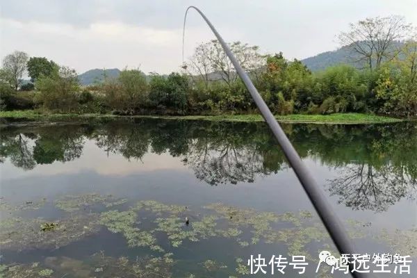 鲫鱼|钓鱼不钓草，完全瞎胡跑找个草窝就开钓，那离“扑空”不远了