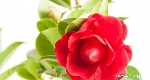 春暖花开|4种年宵花,盆栽美丽、插花诗意,高端大气春暖花开、幸福四季