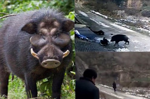 种群|理塘一村支书遭野猪袭击身亡，村民：如今一看见野猪，撒腿就开跑