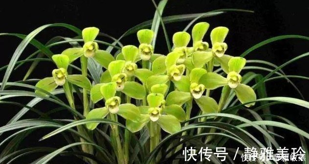 家中养花,这5毛钱的小东西别乱丢,能让花蹿到2米高,你知道了吗