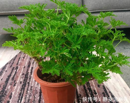 驱蚊草|有钱没钱,都得养盆“它”,好养、能驱蚊,一年到头“没蚊虫”