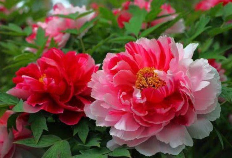 开花最香的4种花,家里养一盆,看了就让人沉醉,年年开花不断