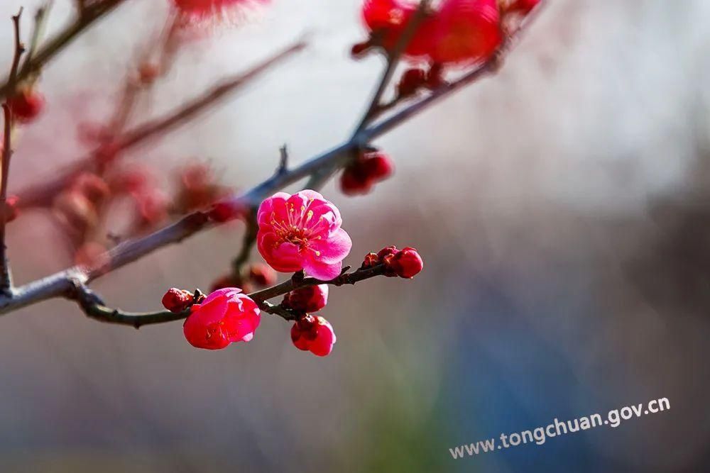 低薪|【春天里的铜川】初春的脚步——红梅花儿开