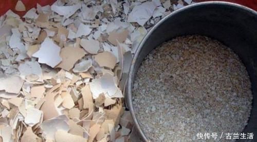 花肥|鸡蛋壳养花,用对了才是好花肥,出错了就烂根,养一盆死一盆!