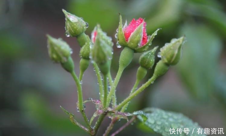 月季冒花苞后，要把这种枝叶修剪掉，不然缩短花期开花小