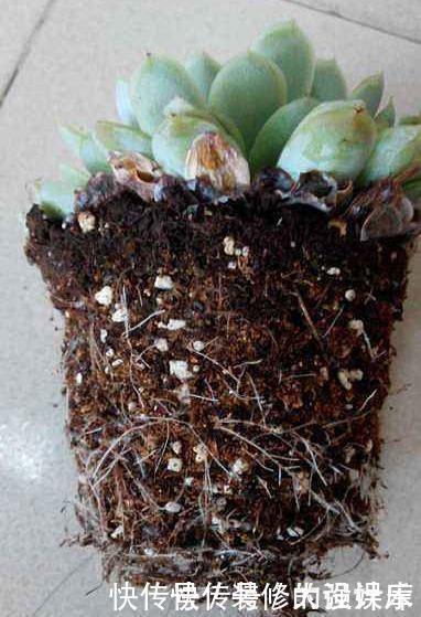 植料|多肉植物换盆别忘了做1件事,15天服盆,侧芽长不停
