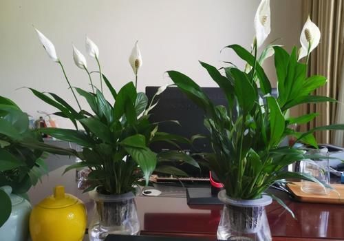 这些花超耐阴的,光照不好也能长出一片花海