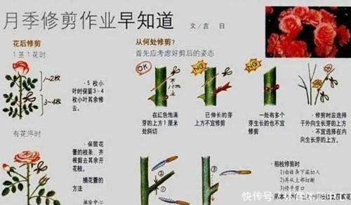 月季藏有“小开关”,长出“这种”枝条别乱剪,养2周花朵爆盆!