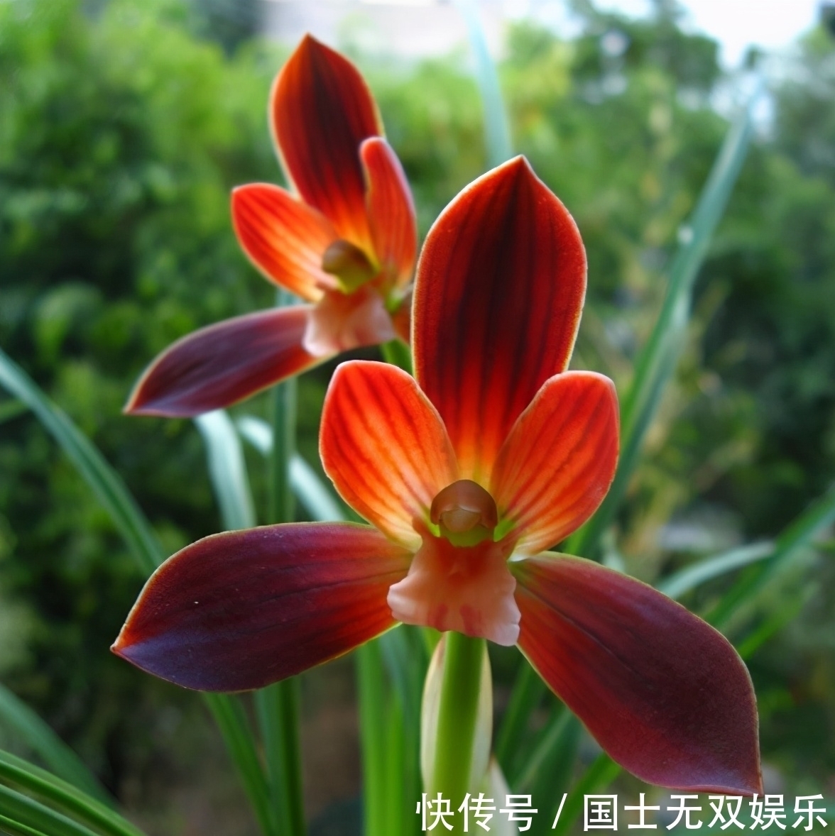 此兰花是“国兰第一红”,花型大气,开花后自带仙气,曾多次获奖
