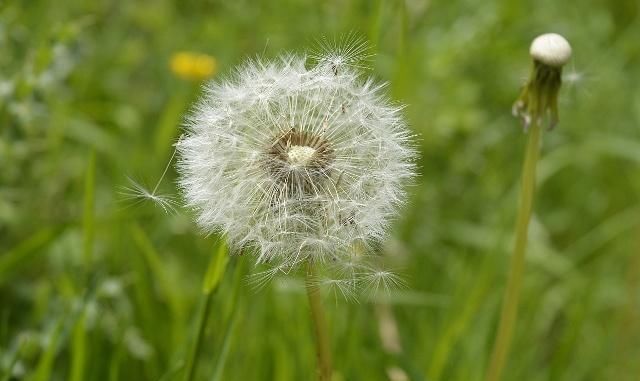 蒲公英泡水好處多，喝的時候需要注意什么？