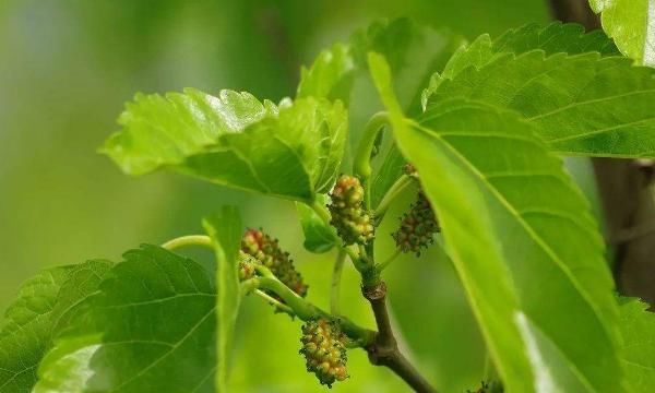 桑葉又稱“神仙草”,堅持用桑葉泡水喝,身體會嘗到4個“甜頭”
