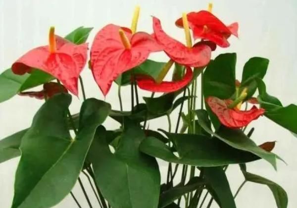 4种“富贵花”,一盆招财两盆旺运,三盆家中成福地,尤其第3种