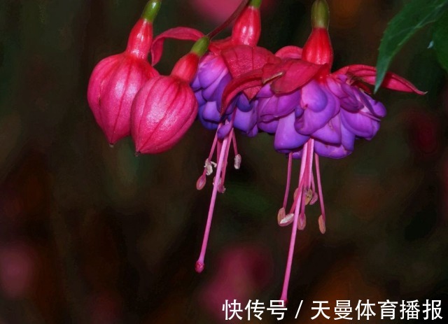 金桔|家里要养4种花,开花吉祥喜庆,家里养一盆,招财又纳福