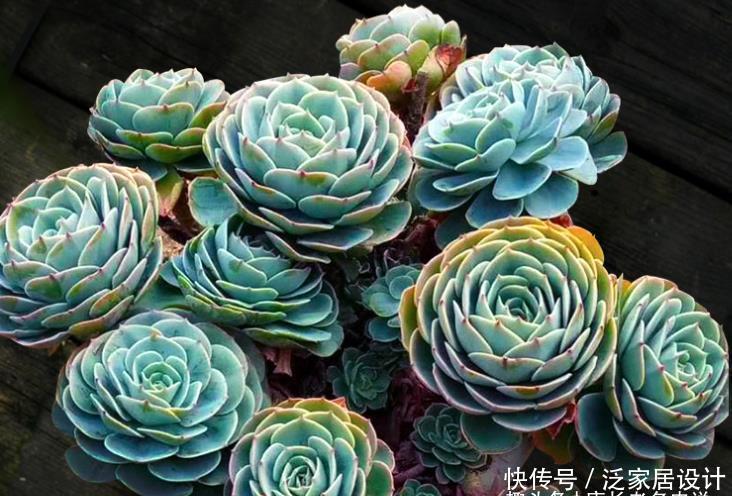 多肉|想给多肉玉蝶摘心？养护方向跑偏了，先将它养活还愁它不爆盆？