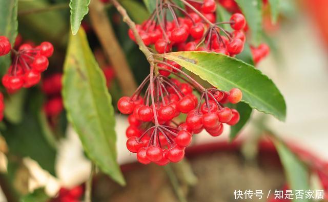 上门|腊月不可错过的5种富贵花，随便养一盆，富贵上门来