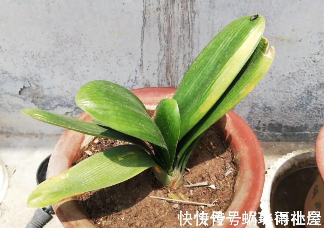 君子兰|30℃以上,10种花就先别养了,买一盆死一盆,别怪我没提醒你