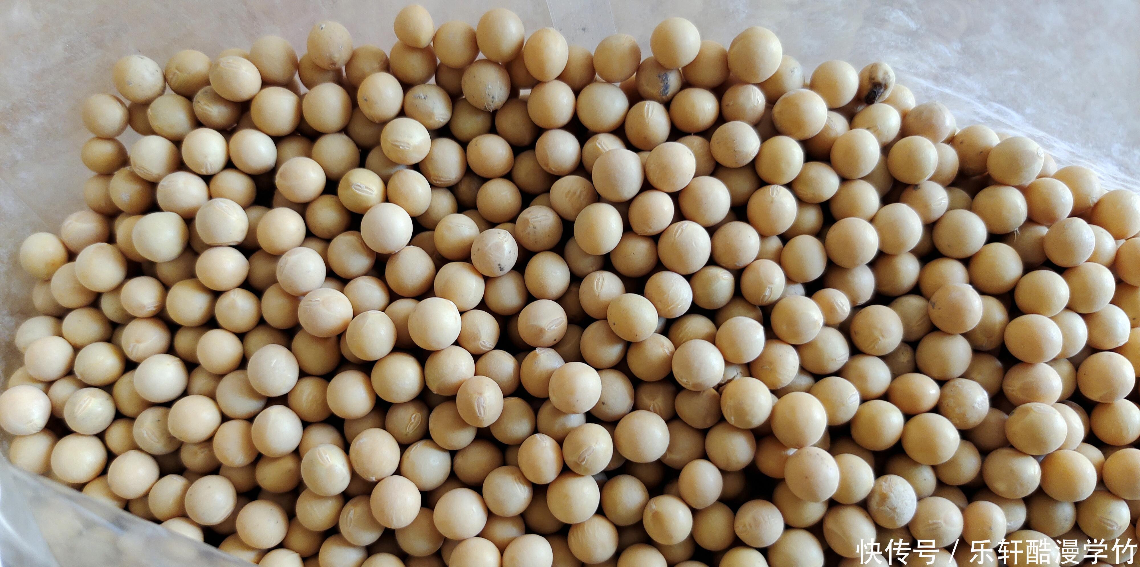 早餐|打豆浆，直接把黄豆打浆就错了，早餐店老板教你一招，豆浆香又浓