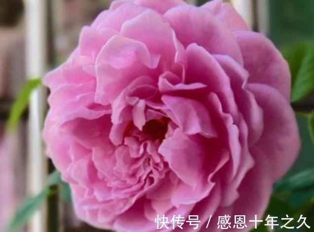 3种花是花中大美女，沾土就活，7天生根，秋季就开花，开满阳台！