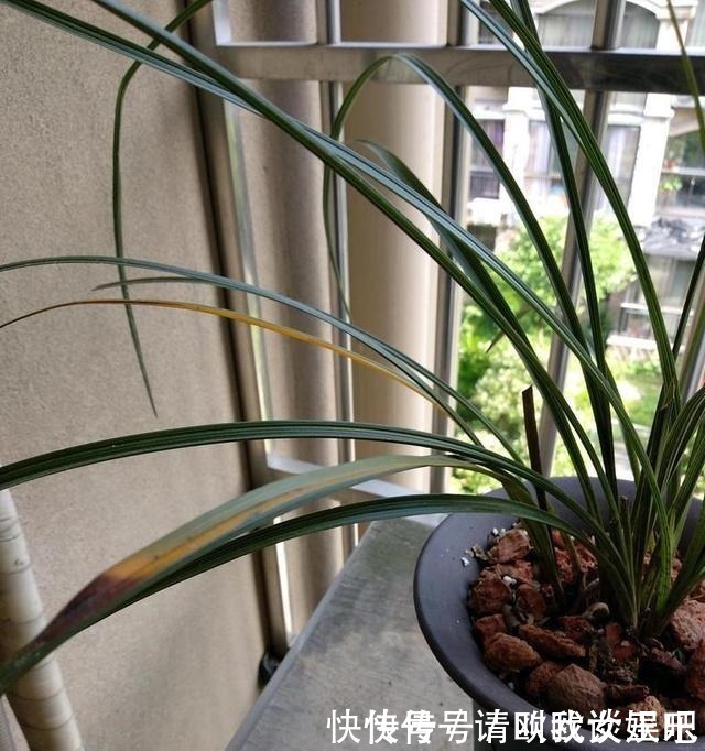 兰花|兰花焦尖,有3原因!这样养护,兰花叶片绿油油,呼呼长得旺!