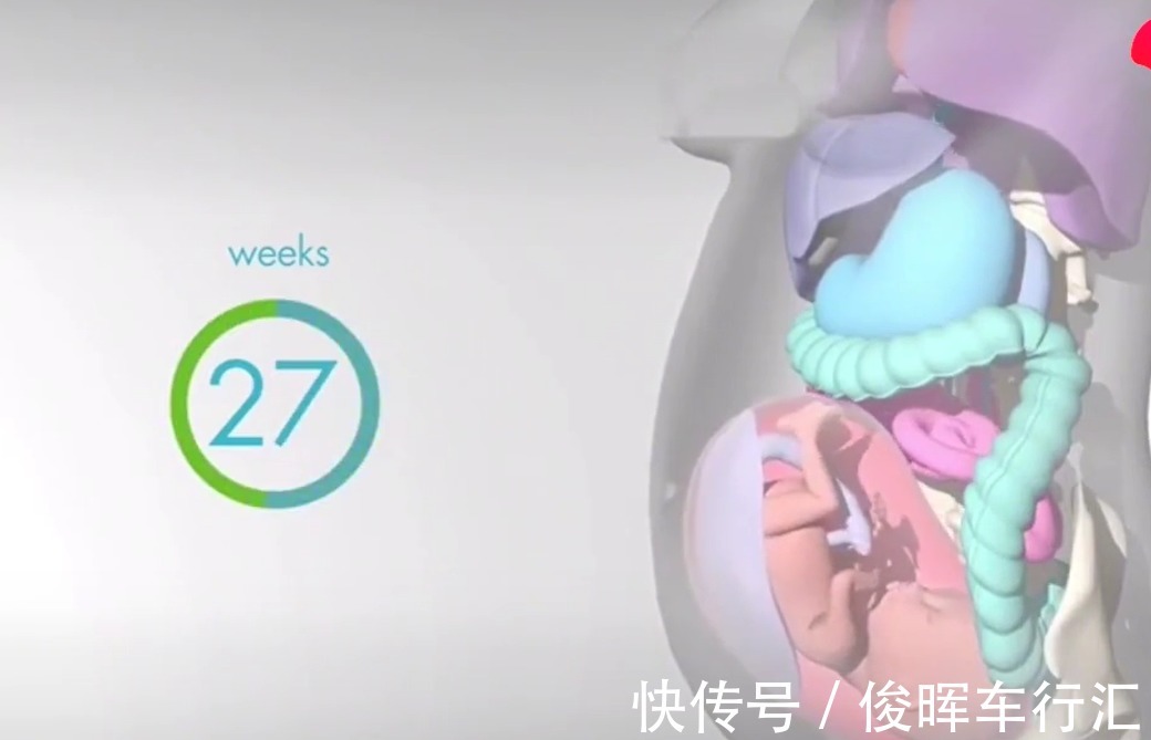 胎宝|怀孕之后,胎儿把妈妈的内脏挤到哪去了?十张高清图带你了解