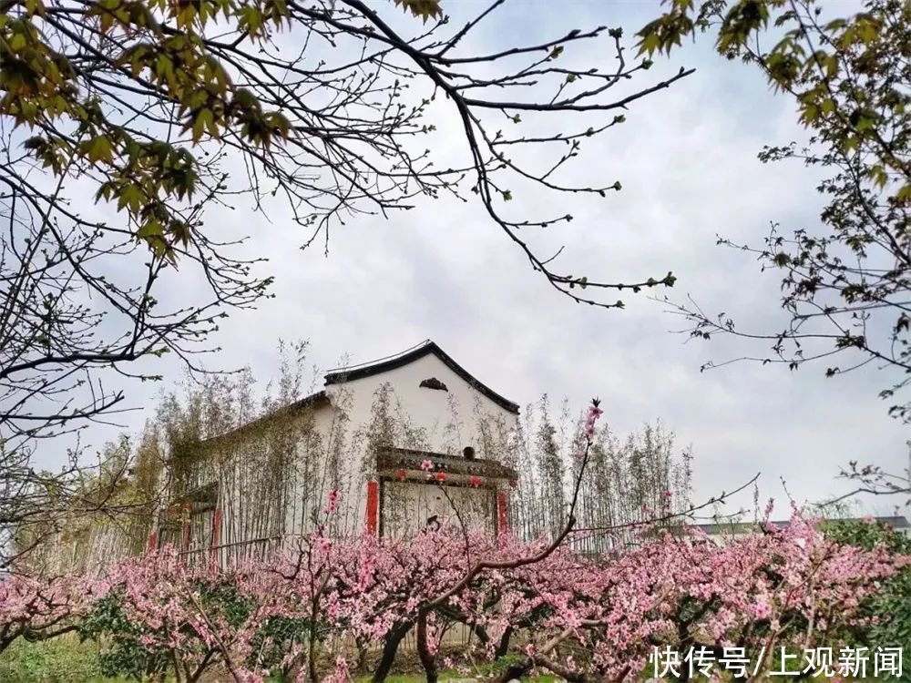 乡村|国家级“种草”！崇明2条线路入选全国乡村旅游学习体验线路