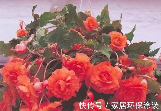 空间|家里这些花卉吊起来养,既增加了观赏价值,又节省了养殖空间