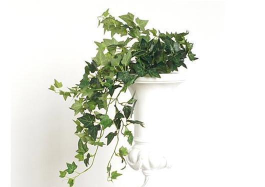 常春藤除|常春藤还不会养?注意5点就够了