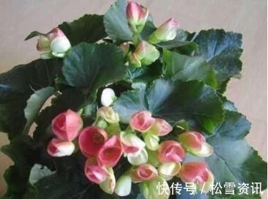 养护|“2种天天花”家里养一盆,一年300多天有花看,好养又漂亮,值!