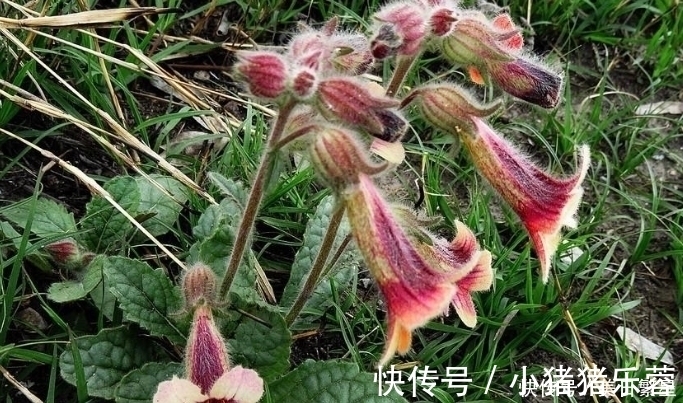 它是“四大仙药”之一,若长在你家屋顶,是你福气,别以为是杂草