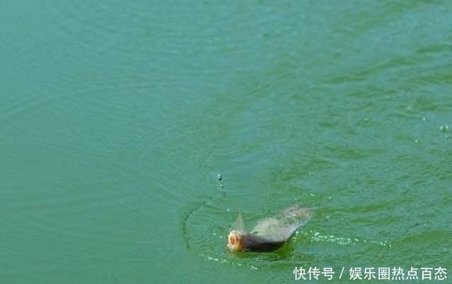 饵料|一半钓鱼人还不知,秋钓出现这3种情况,说明找底出了问题!