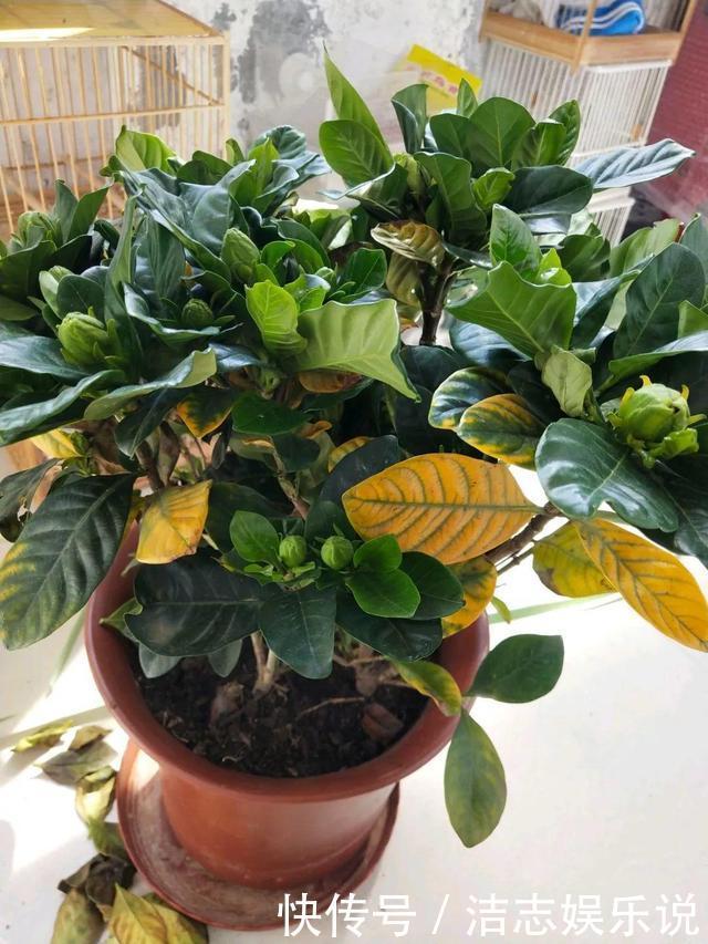 养护|栀子花养成“黄脸婆”，剪一刀、浇点酸水，20天叶片油绿、翠亮