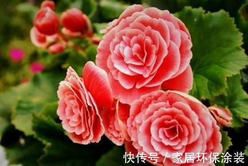 花色|农历7月10日开始,养花养个耐看的,花色繁多,花型奇特美丽