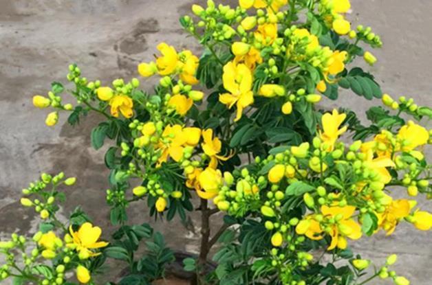 茶梅|这三种花是秋冬开花王，娇艳漂亮花期又长，理想的居家盆栽