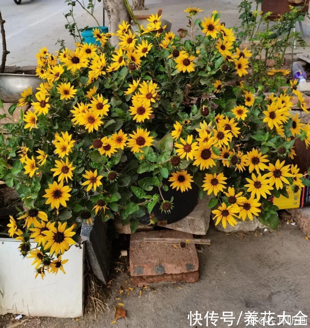 夏天|热不死的花，温度高也不休眠，超级适合夏天