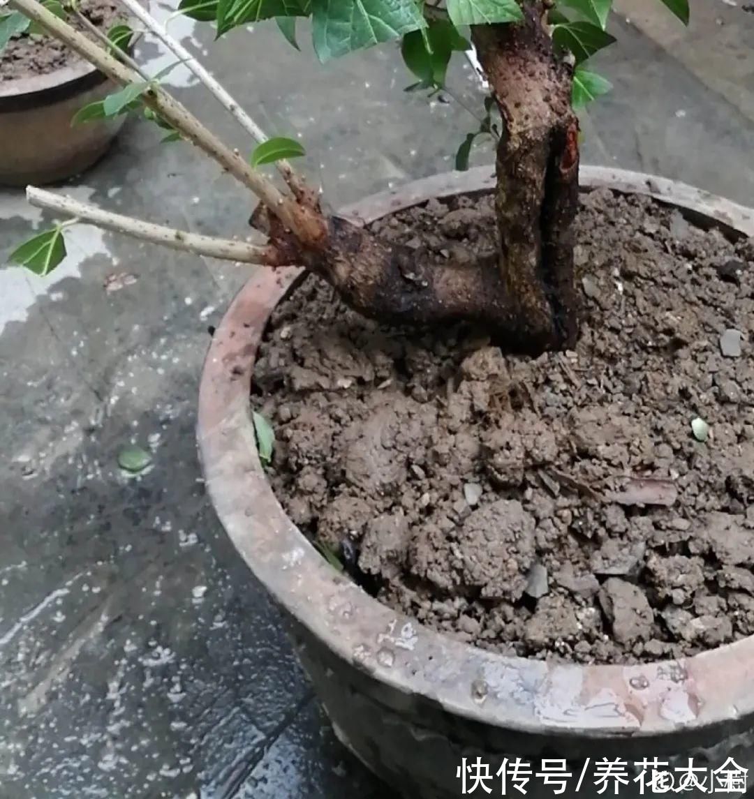 9种花是富贵命，必须大盆养，小盆养会憋死